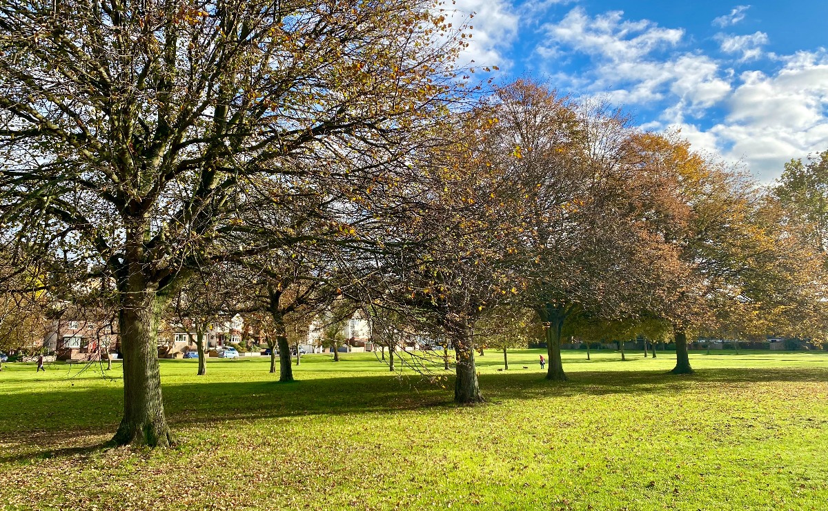 A row of trees in Esplanade Gardens
